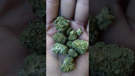 However, this isn't the only variable at play. 5$ gram of weed ! - YouTube