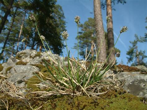 Sesleria Caerulea