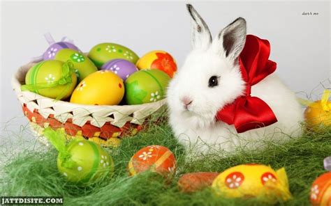 Rabbit And Easter Eggs