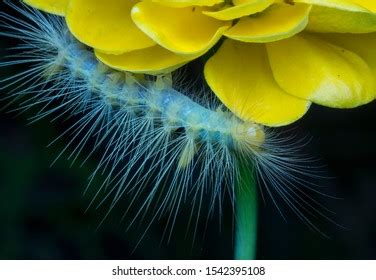 Closeup Tussock Moth Larvae Caterpillar Stock Photo 1542395108