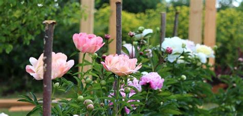 Peony Tips And Guidance For The Best Possible Care
