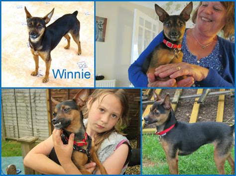Winnie 3 Year Old Female Miniature Pinscher Available