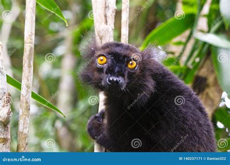 Male Black Lemur Eulemur Macaco Madagascar Stock Image Image Of