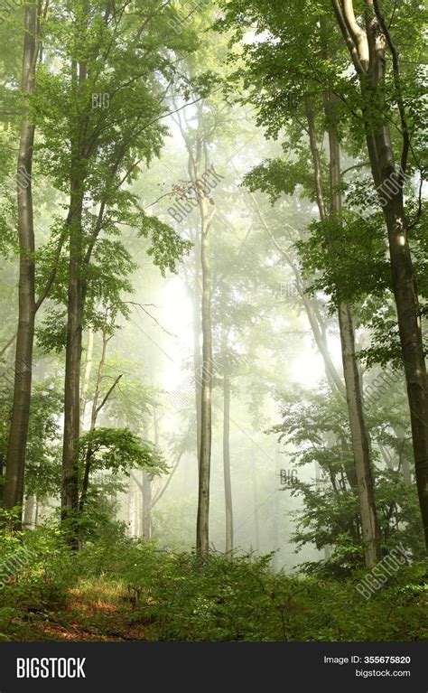 Spring Forest Trees Image And Photo Free Trial Bigstock