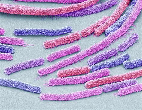 Bacillus Megaterium Bacteria Photograph By Steve Gschmeissnerscience