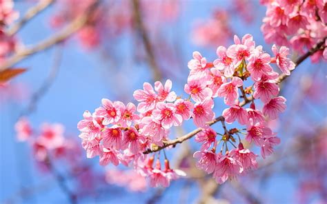 Spring Sakura Flower Sky Branch Pink Cherry Blossom Blue Hd