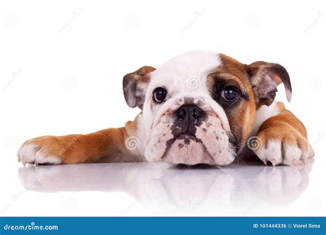 Cute English Bulldog Puppy Lying Down Stock Photo Image Of Cute