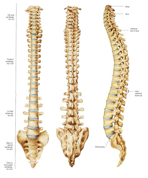 #spine #back bones #rib cage #ribs #human skeleton #skeleton #black and white #morbid #macabre #creepy #human anatomy #dark art. Degenerative Disc Disease - Don't be fooled (part 2 ...