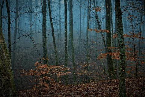Foggy Forest By Lillianevill On Deviantart