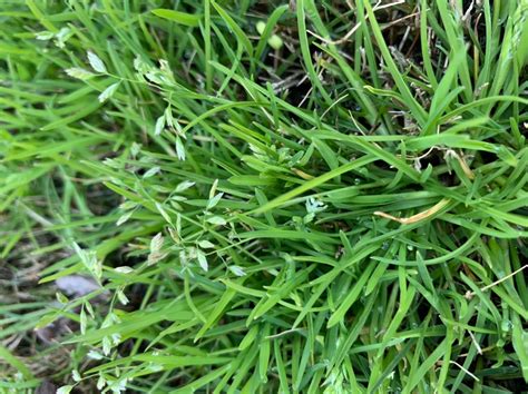 Weed Identification Bermuda Grass North Carolina Lawnsite Is The