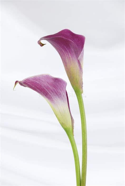 Two Pink Calla Lily Flowers Isolated On White Stock Image Image Of