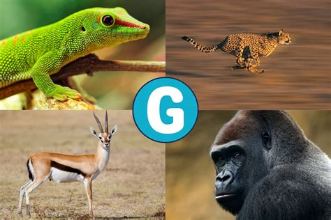 35 Animales Que Empiezan Por G Con Fotos Y Características