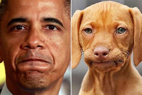 Celebrities Get Compared To Their Dog Look Alikes 15 Pics
