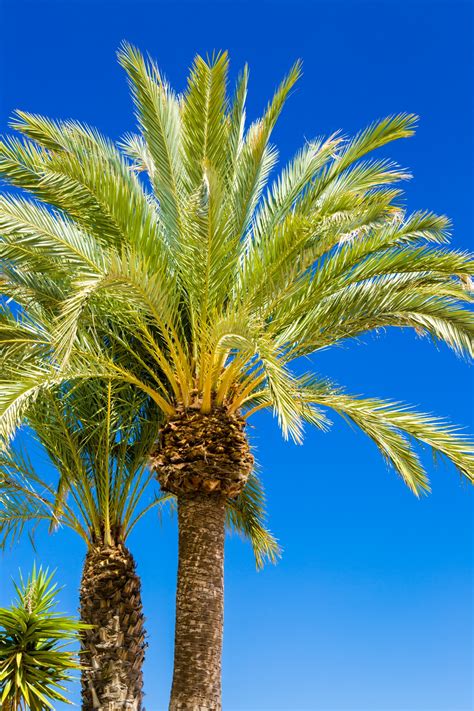 Palm Tree And Blue Sky Free Stock Photo Public Domain