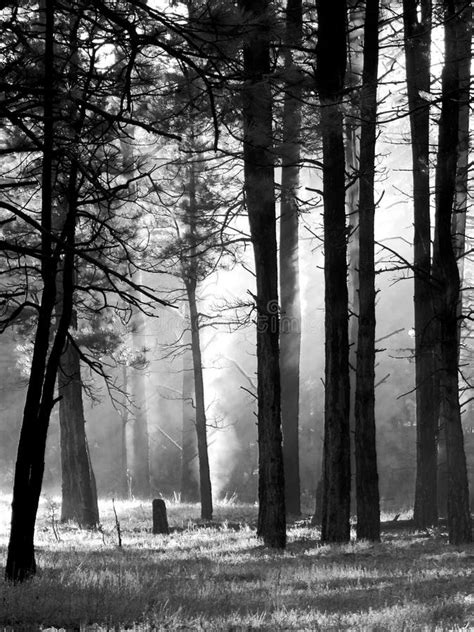 Dark Trees In Forest With Mist Stock Image Image Of Nightmare Ground