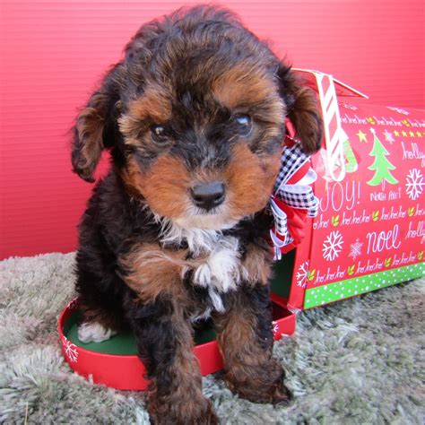 Our puppies are updated in all shots and vaccines, they are affordable go place your order. YORKIEPOO | MALE | ID:7980-WL - Central Park Puppies