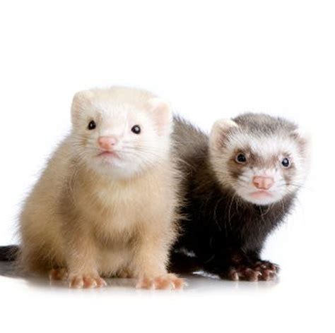 Unleashed: A funny and friendly introduction to fabulous ferrets in ...
