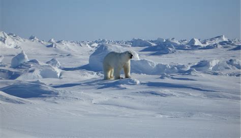 Free Images Cold Ice Mammal Predator Iceberg Polar Bear