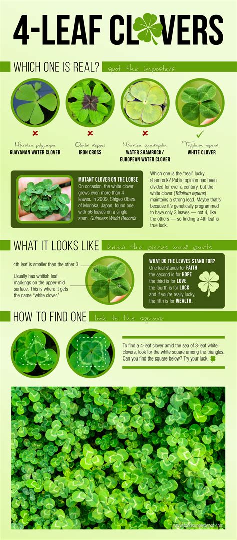 learn all about lucky 4 leaf clovers including how to find them easily in this infographic