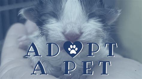 Adopt A Pet Kitten Season Now Habersham Roeingoaks