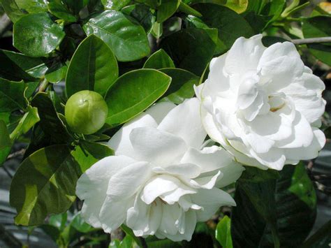 Growing Gardenia Plant How To Grow Gardenia In A Container