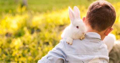 17 Things No One Tells You Before You Get A Rabbit Metro News