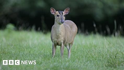 Muntjac Deer Freed From Moor Mill Beefeater Water Wheel Bbc News