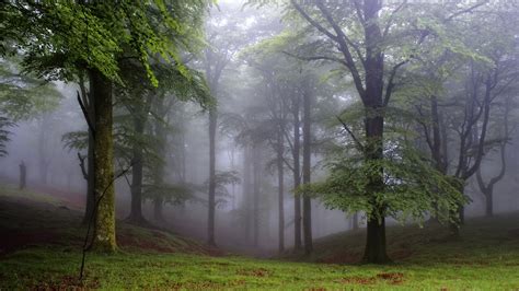 Green Leafed Trees Forest Trees Nature Mist Hd Wallpaper