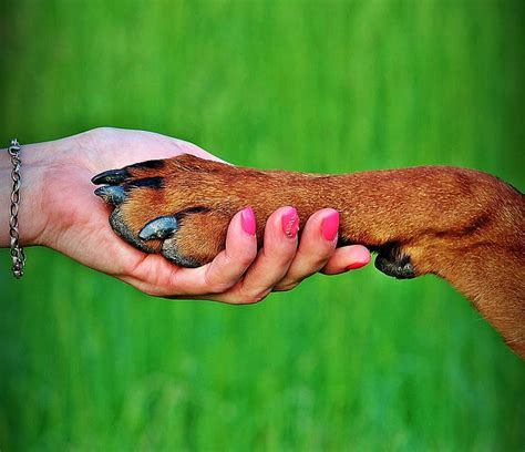Royalty Free Photo Persons Hand Holding Dogs Paw Pickpik