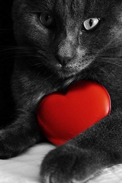 Cats Who Want To Be Your Valentine This Valentine S Day Pictures Cattime Cats Black