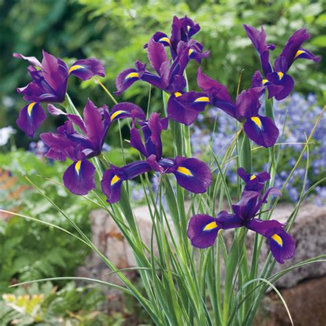 Dutch Iris Discovery Purple Garden Express