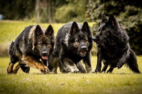 Three Black And Brown German Shepherd Dogs Running In The Grass With