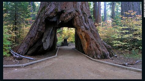 One Of Californias Famous Drive Through Trees Toppled By Winter
