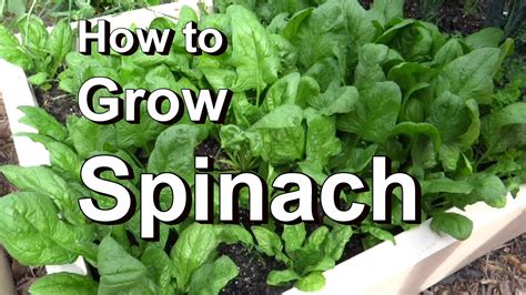Growing Spinach In Kitchen Garden Acegardener