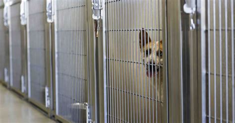 Overcrowded Animal Shelters Want Our Assist Idrgstore
