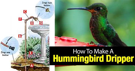 Do it yourselfer home and garden guy. How To Make A Hummingbird Dripper