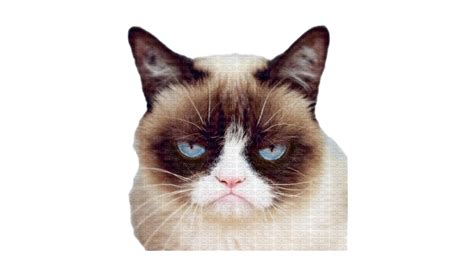 Grumpy Cat Face Png Pic Png Mart