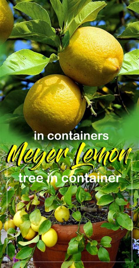 Piles of newspapers, laundry piles, carpets, bedding, etc. Growing Lemon Tree in containers | Planting and care ...