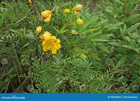 Arbusto Con Flores Amarillas