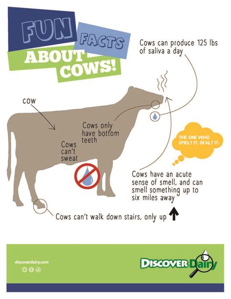 Fun Facts About Cows Discover Dairy