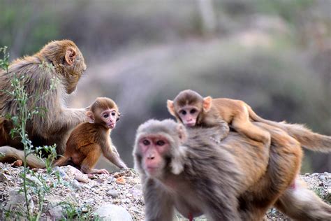 80 Cheeky Monkey Facts You Should Know