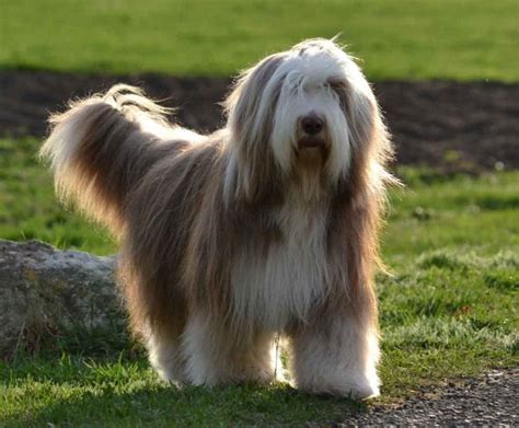 Bearded Collie Dog Breed Information And Facts Pictures Pets Feed