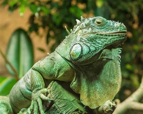 Iguana Shedding Guide 2023 Why How Often And Proper Care Scaly Pets