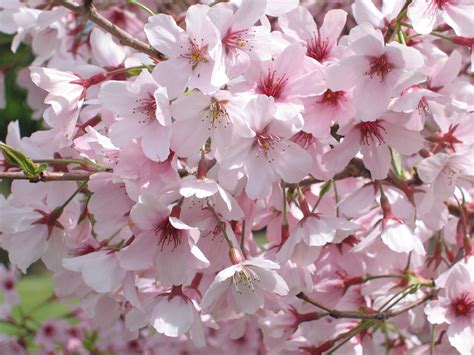Spring Blossom Valley Auckland Botanic Gardens
