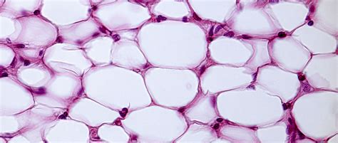 Adipocitos O Células Adiposas