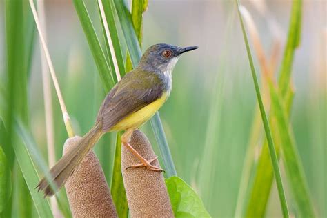 Yellow Bellied Prinia Alchetron The Free Social Encyclopedia