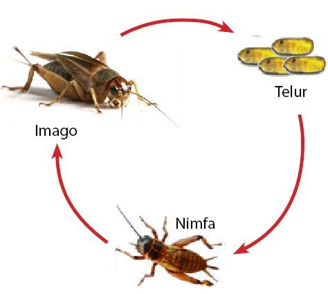 Kehidupan serangga berupa proses perkembangan atau berubahnya bentuk dan ukuran tubuhnya yang tidak akan kembali lagi ke bentuk semula dengan berbagai kegiatannya. Ciri-ciri Metamorfosis Sempurna dan Tidak Sempurna - Blog ...