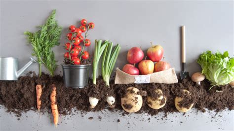 The prices of fruits and vegetables have been rising relentlessly for the past few years, with these constantly rising prices, improvisation and creativity are. The Benefits of Growing Your Own Fruits and Vegetables