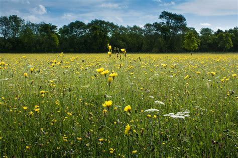 Eades Meadow Worcestershire Englandpreserved Ancient Meadow Land