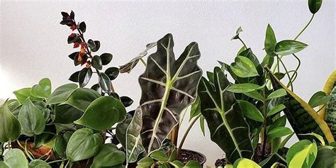 The Ultimate Houseplant Starter Guide For Beginners Go Green Brooklyn